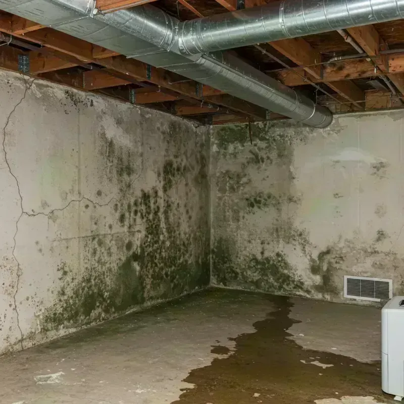 Professional Mold Removal in Malta, IL